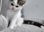 Lj - British Shorthair Kitten For Sale - New Haven, CT, US