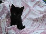 Coal - Domestic Kitten For Sale - Agawam, MA, US