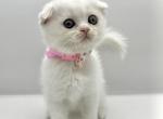 litter D - Scottish Fold Kitten For Sale - 