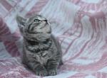 Grayci - Domestic Kitten For Sale - 