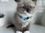 Michael - Ragdoll Kitten For Sale - CA, US