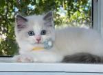 Sophie - Ragdoll Kitten For Sale - 