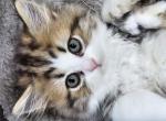 Onyx - Persian Kitten For Sale - 