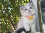 Rocco - Ragdoll Kitten For Sale - Temple City, CA, US