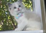 Finn - Ragdoll Kitten For Sale - Temple City, CA, US