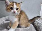 Bj - British Shorthair Kitten For Sale - New Haven, CT, US