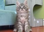 Zorro - Maine Coon Kitten For Sale - Temple City, CA, US