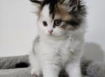 Spot - Persian Kitten For Sale - 