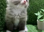 Cookie - Ragdoll Kitten For Sale - 