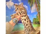 Loki male F4 Savannah - Savannah Kitten For Sale - 