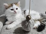 Fluffy - Persian Kitten For Sale - 