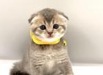 A - Scottish Fold Kitten For Sale - Brooklyn, NY, US