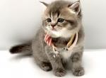 B - Scottish Straight Kitten For Sale - 