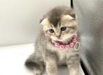 C - Scottish Straight Kitten For Sale - 