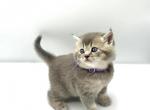 D - Scottish Straight Kitten For Sale - 