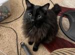 Bok Choy - Domestic Cat For Adoption - Las Vegas, NV, US