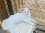 Kitten 1 - Ragdoll Kitten For Sale - Charlotte, NC, US