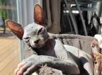 BEANIE LITTER - Sphynx Kitten For Sale - Hebron, OH, US