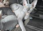 BEANIE LITTER - Sphynx Kitten For Sale - 