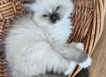 Afroditedolls Kylie - Ragdoll Kitten For Sale - 