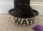 Black female - Maine Coon Kitten For Sale - Chapel Hill, NC, US