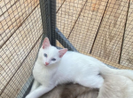 Kitten 2 - Ragdoll Kitten For Sale - Charlotte, NC, US