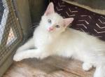 Kitten 5 - Ragdoll Kitten For Sale - 