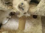 Chocolate seal blue point Siamese kitten's - Siamese Kitten For Sale - Genoa City, WI, US