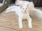 Kitten  6 - Ragdoll Kitten For Sale - 