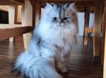 CFA Dollface Shaded Silver Persian - Persian Cat For Sale - Spring, TX, US