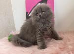 Scottish fold female - Scottish Fold Kitten For Sale - Chicago, IL, US