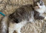 Buggs - Maine Coon Cat For Adoption - Clear Lake, IA, US