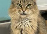 Lynxy - Maine Coon Cat For Sale - Clear Lake, IA, US