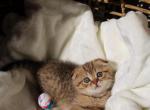 Purebred Scottish fold boy - Scottish Fold Kitten For Sale - Minneapolis, MN, US