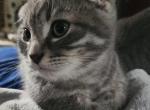 Simon - Scottish Fold Kitten For Sale - Estacada, OR, US