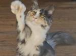 Katniss Everdeen - Maine Coon Kitten For Sale - 