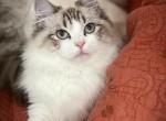 Adorable Seal Lynx Bicolor girl - Ragdoll Cat For Sale - 