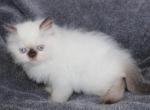 CFA  Male Chocolate Point Himalayan Persian Kitten - Persian Kitten For Sale - Stanton, MO, US