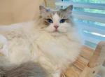 Blue Lynx Bicolor girl - Ragdoll Cat For Sale - 