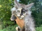 Female Maine coon - Maine Coon Kitten For Sale - Springfield, MA, US