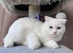 Scottish males - Scottish Fold Kitten For Sale - 