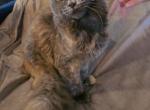 Tink - Maine Coon Kitten For Sale - 