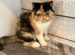 Calico ESH Female - Exotic Kitten For Sale - Norman, OK, US