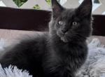 Male Maine coon - Maine Coon Kitten For Sale - 