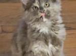 Lilac Haze - Maine Coon Kitten For Sale - 