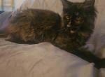 Khaleesi - Maine Coon Kitten For Sale - Rockford, IL, US