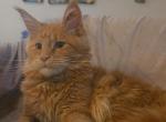 Eve - Maine Coon Kitten For Sale - Rockford, IL, US