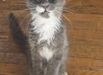 Drogon - Maine Coon Kitten For Sale - Rockford, IL, US