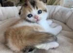 Boba - Scottish Fold Kitten For Sale - Omaha, NE, US