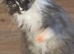 Bowie - Maine Coon Kitten For Sale - Rockford, IL, US